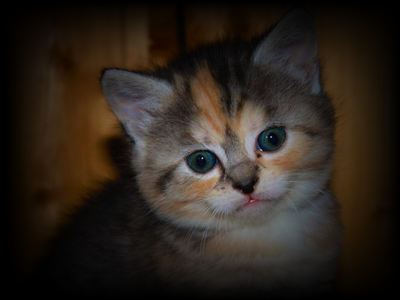 CS 101: Lab 13: Kitten Pictures